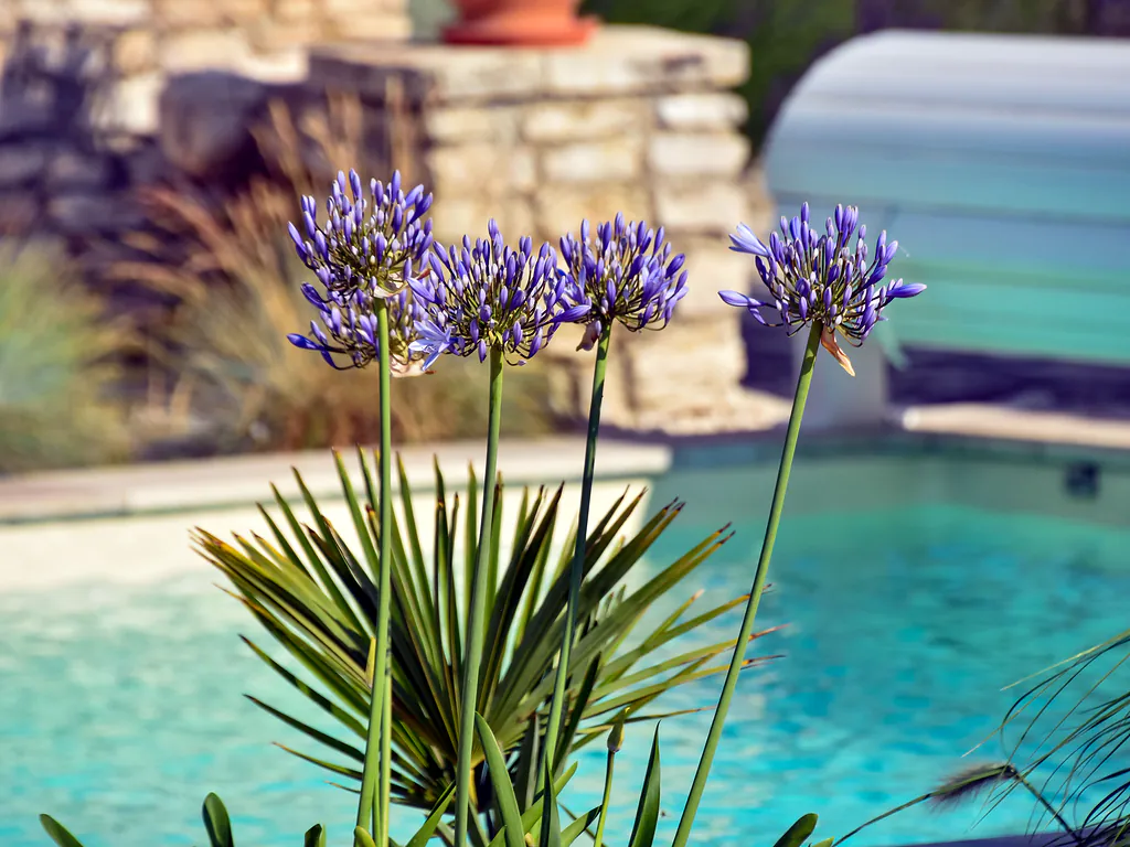agapanthes-piscine